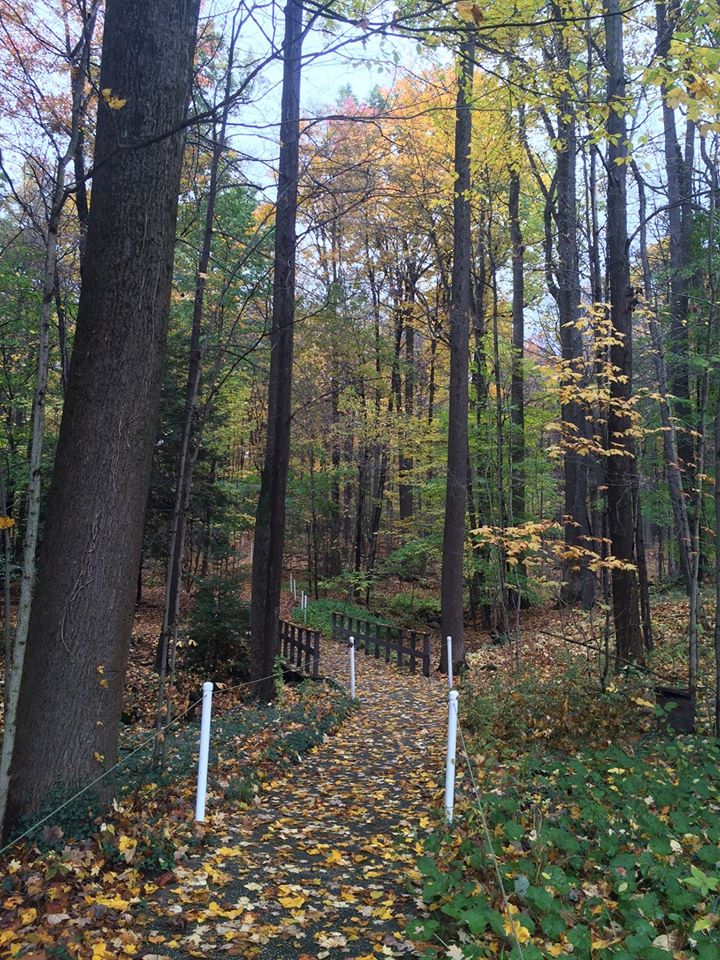 View up the accessible trail path into the woods. 