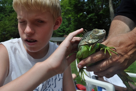Image of a camper petting the back of an Iguana