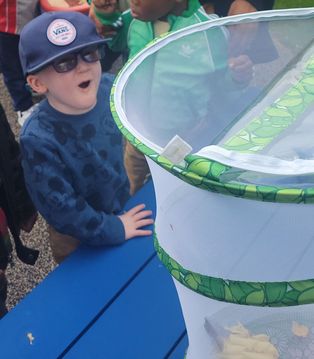 A preschooler makes a very excited face while looking at butterflies flying out of their cage.