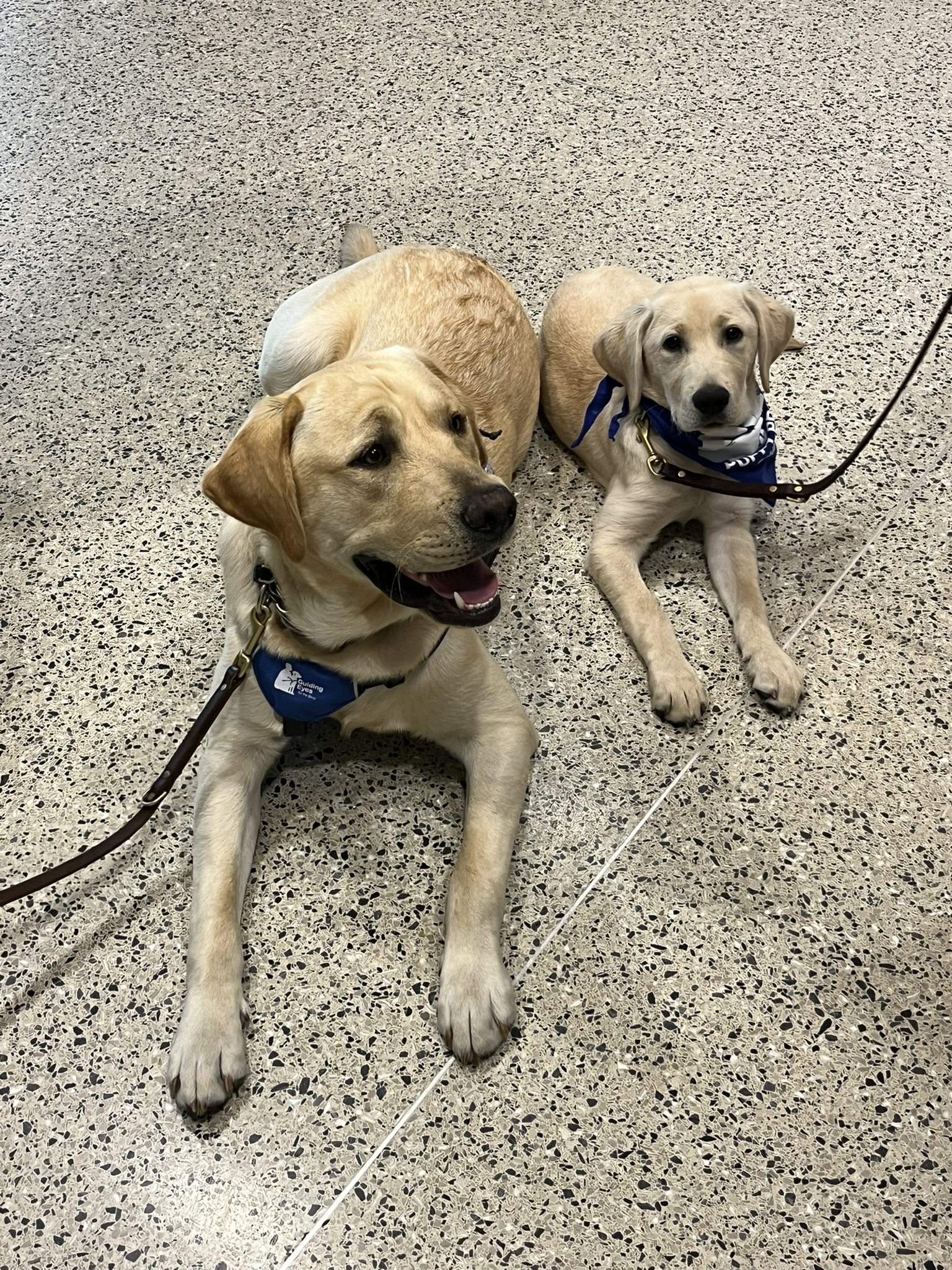 Two yellow lab puppies, one almost full grown and another very much still a baby. Both are laying down with blue Guiding Eyes swag on.