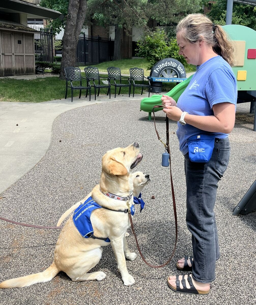 Lindsay has both yellow lab puppies sit on a playground. Both dogs are looking intently at her!