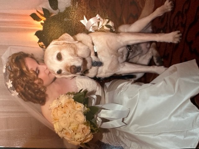 Nicole in her wedding dress, holding a bouquet of cream colored roses and posing with her yellow lab guide dog.