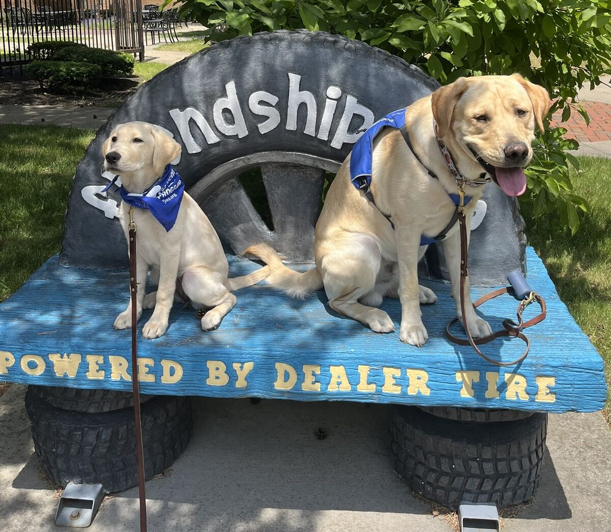 Two yellow lab puppies sit on a bench on CSC's playground. The larger puppy is wearing a blue harness, while the younger puppy is wearing a blue bandana.