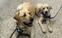 Two yellow lab puppies, one almost full grown and another very much still a baby. Both are laying down with blue Guiding Eyes swag on.